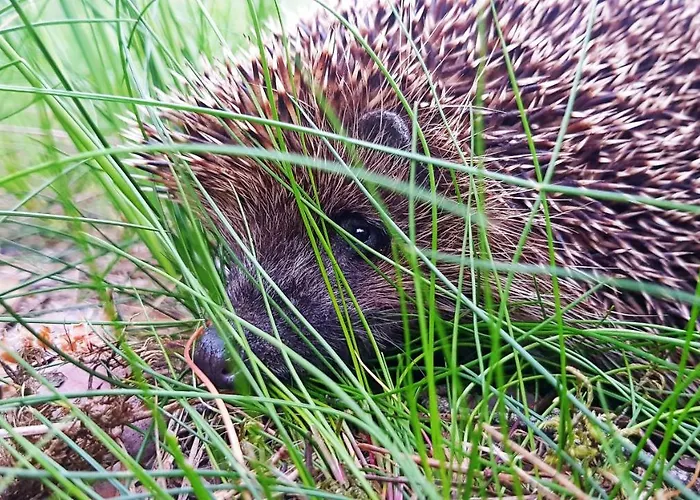 Apartment Teika No 1 In A Quiet Area, Self Check-in