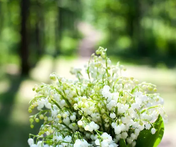 Apartment Teika No 1 In A Quiet Area, Self Check-in