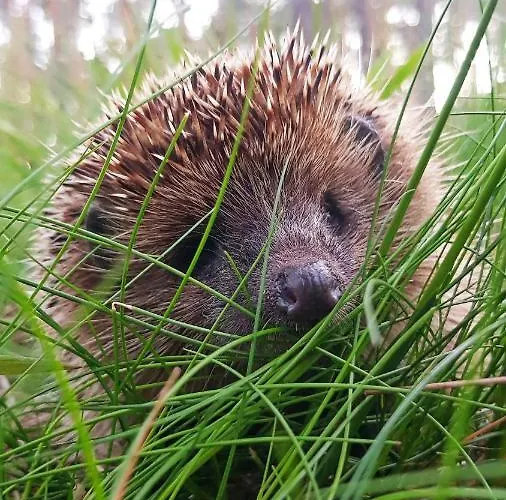 Apartment Teika No 1 In A Quiet Area, Self Check-in *